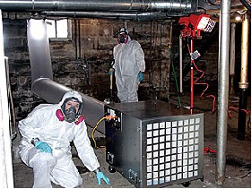 prodesional mould removal